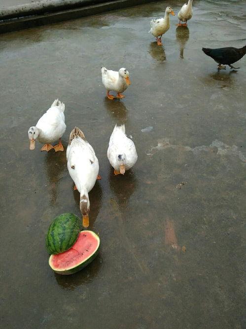 带你吃瓜特种鸭,独特养殖，美味共享