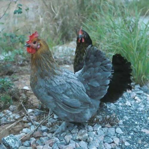 带你吃瓜特种鸭,独特养殖，美味共享