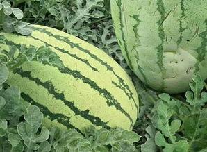 你吃瓜怎么吃瓜,揭秘如何吃瓜不累，畅享夏日清凉