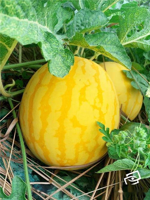 吃瓜手机壁纸高清,高清吃瓜手机壁纸赏析