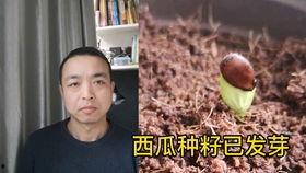 男人梦见吃小瓜,男人梦中品味小瓜的神秘寓意