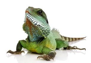 印度蜥蜴吃瓜链接,揭秘它们对西瓜的偏爱