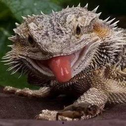 印度蜥蜴吃瓜链接,揭秘它们对西瓜的偏爱