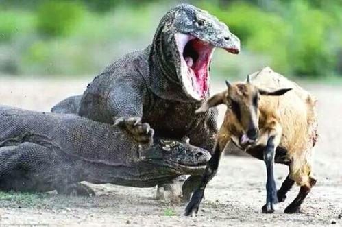 印度蜥蜴吃瓜链接,揭秘它们对西瓜的偏爱