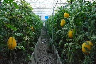 吃瓜群众看紫薇,吃瓜群众视角下的宫廷秘事