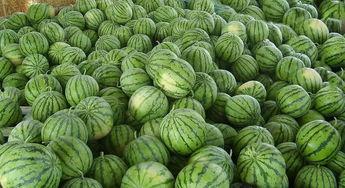 临猗张温良吃瓜,一场引发热议的乡村奇闻