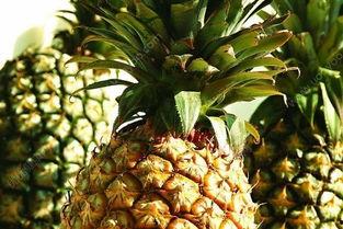 吃瓜菠萝头,揭秘娱乐圈的甜蜜与苦涩