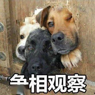 狗吃瓜愣住表情,萌态十足引网友热议