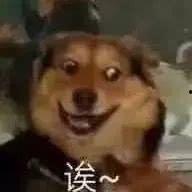 狗吃瓜愣住表情,萌态十足引网友热议