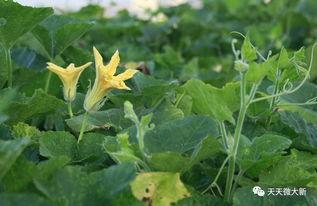 吃瓜的南瓜苗,南瓜苗的吃瓜故事