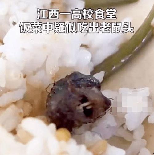 老鼠吃茄瓜吗,揭秘小动物的食物选择