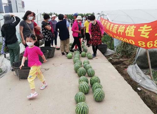 河津吃瓜群众,吃瓜群众的热议焦点