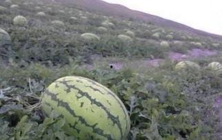 吃瓜打石头视频