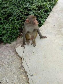 胆小猴崽不敢吃瓜