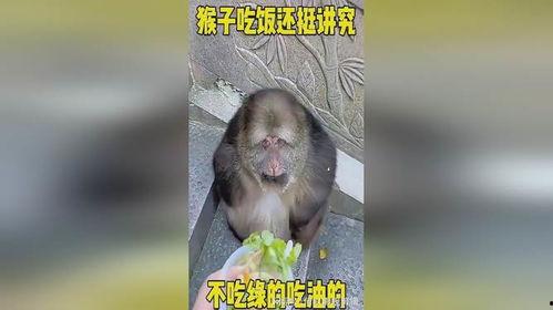 胆小猴崽不敢吃瓜