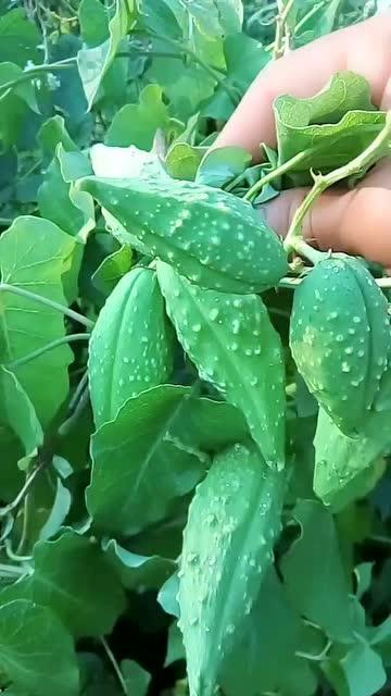 瓢瓜蔬菜怎么吃,瓢瓜蔬菜的多彩食法探索