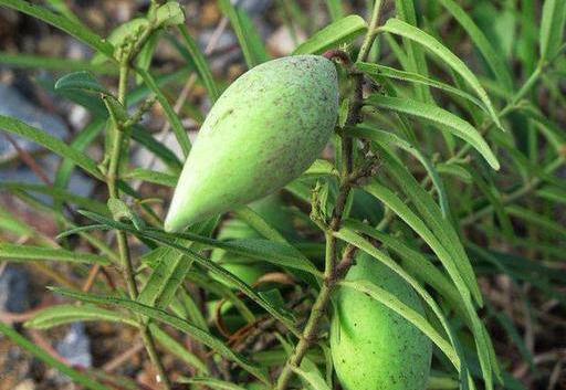 瓢瓜蔬菜怎么吃,瓢瓜蔬菜的多彩食法探索
