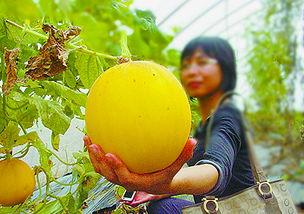 摘瓜比吃瓜更有乐趣,乐趣远超吃瓜瞬间