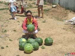 摘瓜比吃瓜更有乐趣,乐趣远超吃瓜瞬间