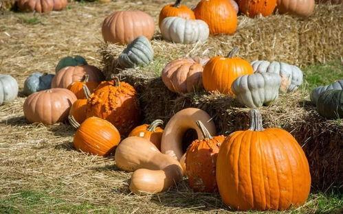 吃瓜东阿,探寻美食背后的故事与魅力