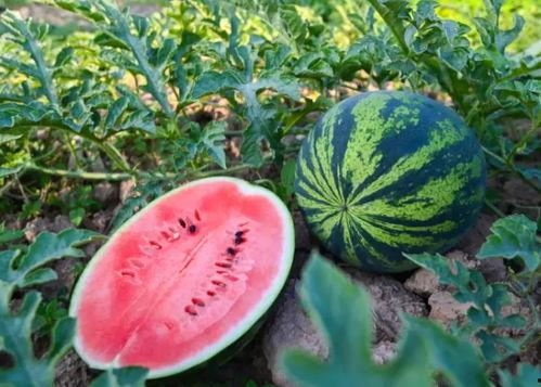 雨玲吃瓜,揭秘娱乐圈幕后故事