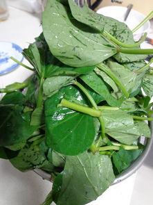 藤瓜尖怎么吃,探索美味与营养的完美结合