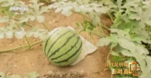 要吃瓜自己吃,品味人生