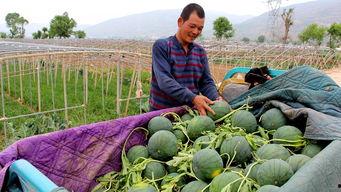 吃瓜群众聊城,聊城事件背后的真相与反思