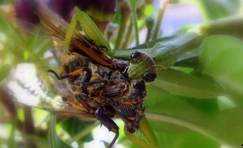永康人吃瓜,探寻地方特色美食的魅力