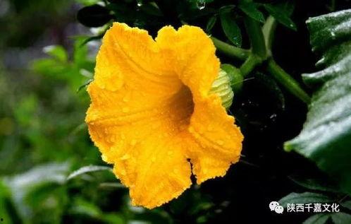 吃玉瓜花的好处,养生佳品，健康生活必备