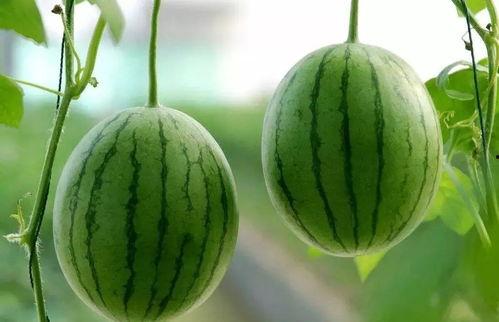 吃玉瓜花的好处,养生佳品，健康生活必备