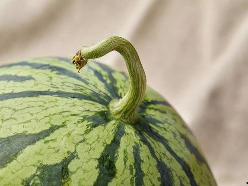 郑吒吃瓜作品,揭秘娱乐圈背后的秘密与真相