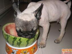 哈巴狗吃瓜,哈巴狗的瓜田奇遇记