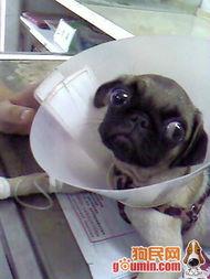 哈巴狗吃瓜,哈巴狗的瓜田奇遇记