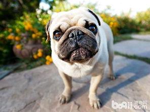 哈巴狗吃瓜,哈巴狗的瓜田奇遇记