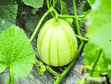 奔现吃货瓜,揭秘网红美食背后的故事