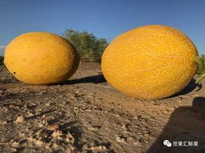 冰雪蜜瓜怎么吃,冰雪蜜瓜的多重食法体验