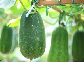 夏天就是不停吃瓜