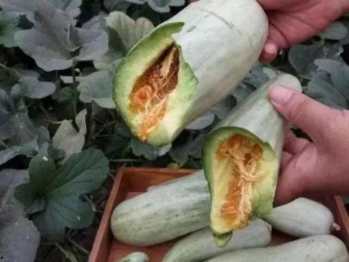 孕妇可以吃士瓜吗,士瓜的适宜与禁忌