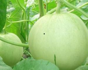 孕妇可以吃士瓜吗,士瓜的适宜与禁忌