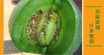 二楞子吃瓜,揭秘瓜界奇闻轶事