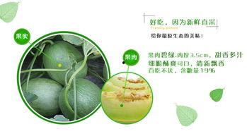 二楞子吃瓜,揭秘瓜界奇闻轶事