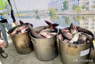 别人吃粽我吃瓜,别人吃粽我吃瓜，品味夏日清凉