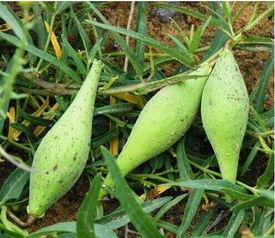 吃瓜美言,揭秘娱乐圈幕后故事