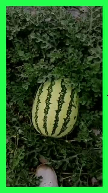 吃瓜极品基地,一场视觉与味蕾的双重盛宴