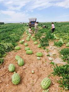 吃瓜极品基地,一场视觉与味蕾的双重盛宴