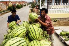 山东曹县销售吃瓜事件,一场独特的农产品营销现象