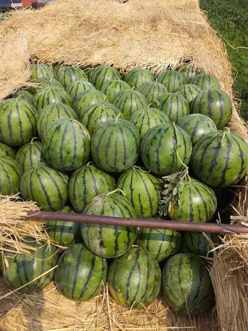 山东曹县销售吃瓜事件,一场独特的农产品营销现象