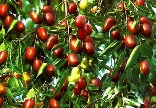 吃瓜枣姐,揭秘娱乐圈背后的甜蜜瓜果