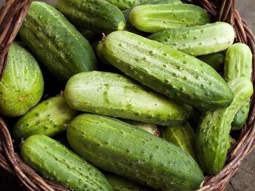 痛风可以吃毛瓜,毛瓜助力健康饮食新选择